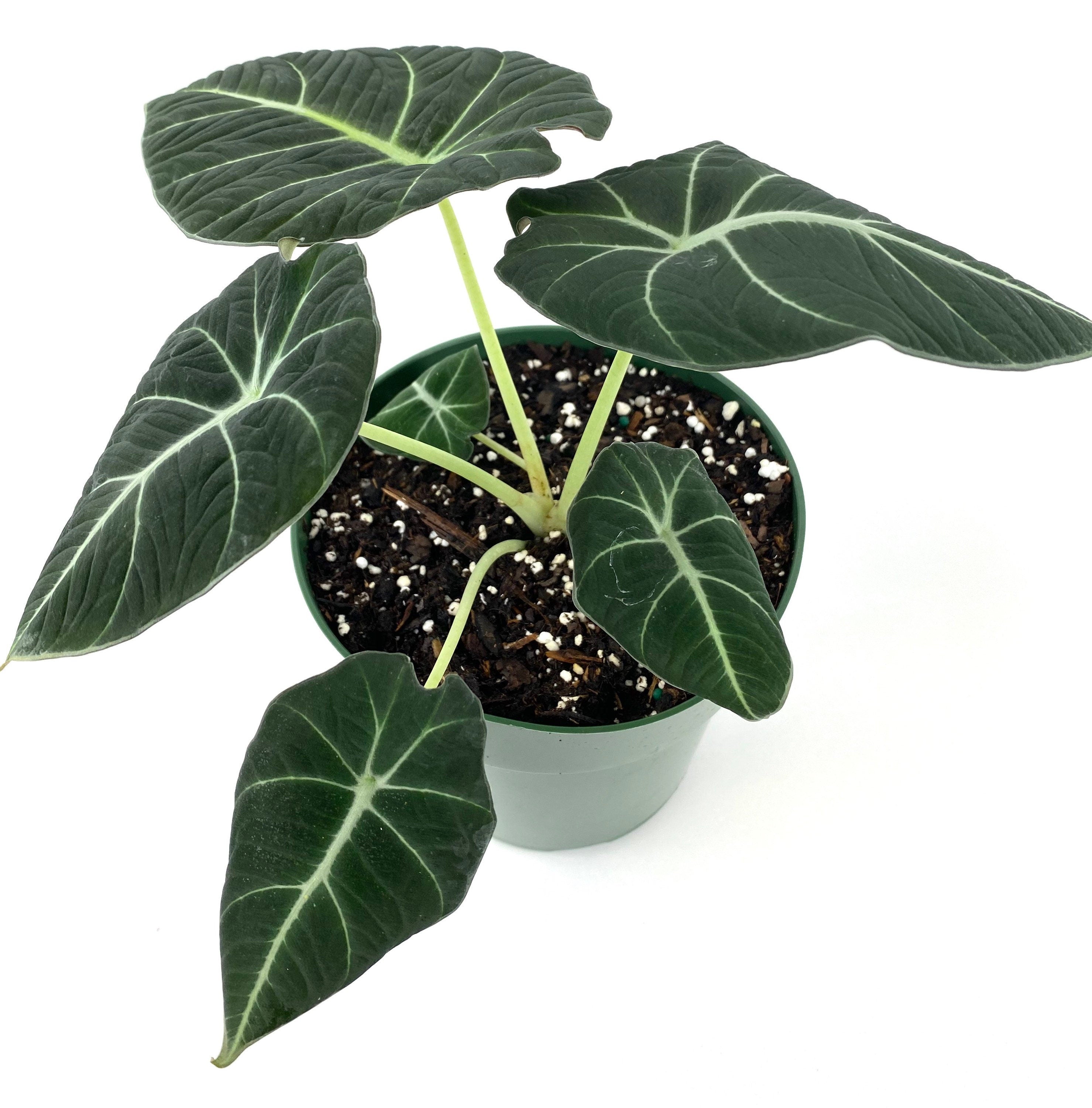 Alocasia Reginula Black Velvet, Live Indoor Plant.