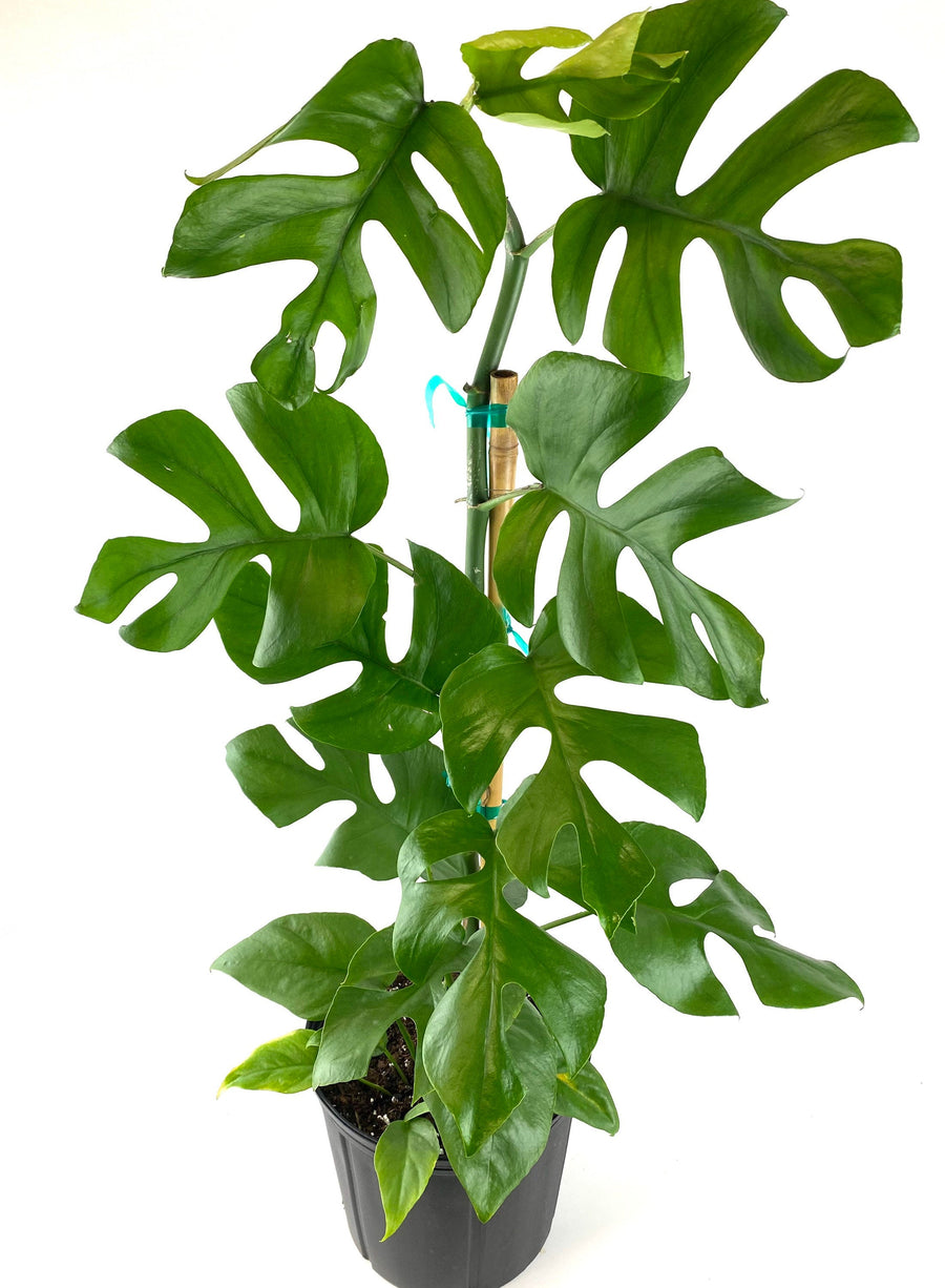 Monstera Ginny Vining in Trellis, Philodendron Minima Tetrasperma