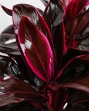 Cordyline Fruticosa Ruby, Good Luck Plant