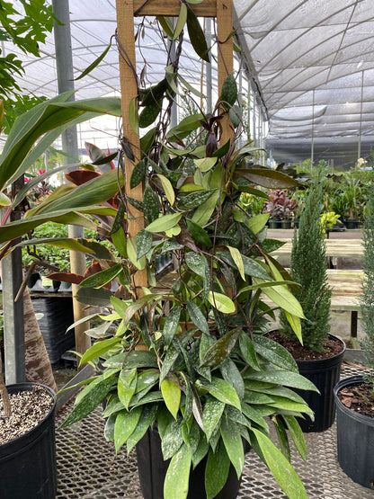 Hoya Publicalyx Splash in Trellis, Live Plant Variegated close view