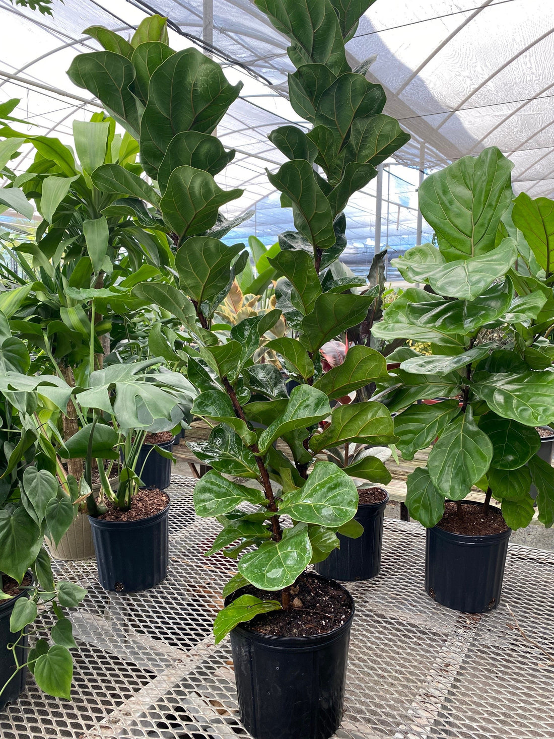 Ficus Multi Ficus Bambino Tree Form Multi, Fiddle Leaf Fig Tree – Eureka Farms