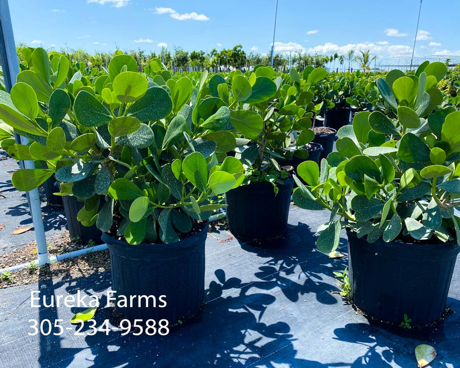 CLUSIA PRIVACY HEDGE, PICKUP ONLY