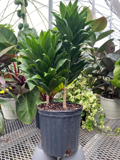 Dracaena Janet Craig Compacta Bush