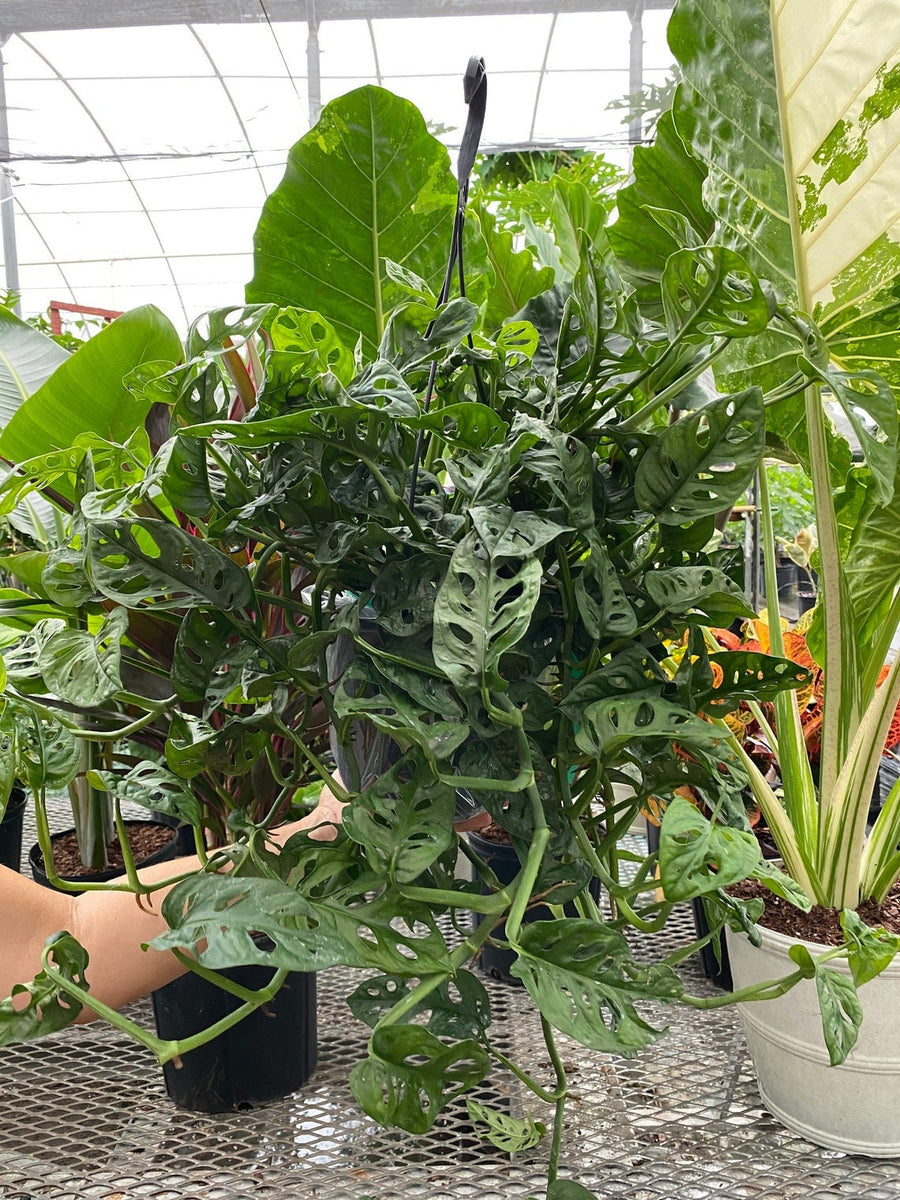 Monstera Adansonii Swiss cheese Hanging Basket