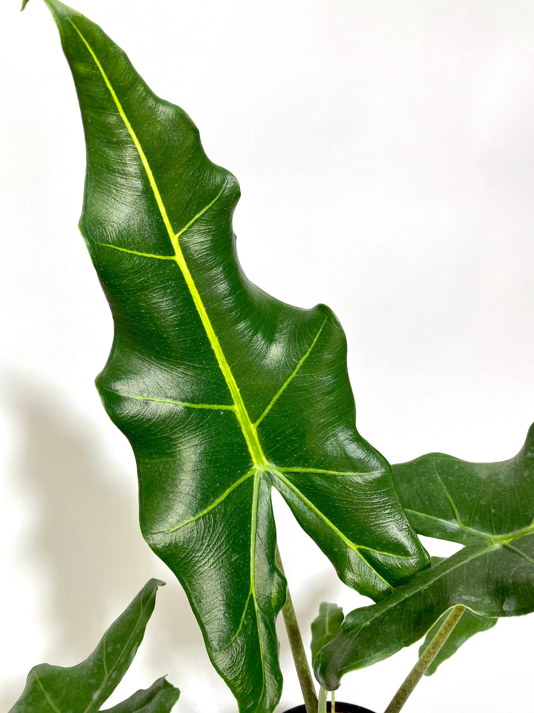 leaves of Alocasia Sarian, Live Tropical Plant
