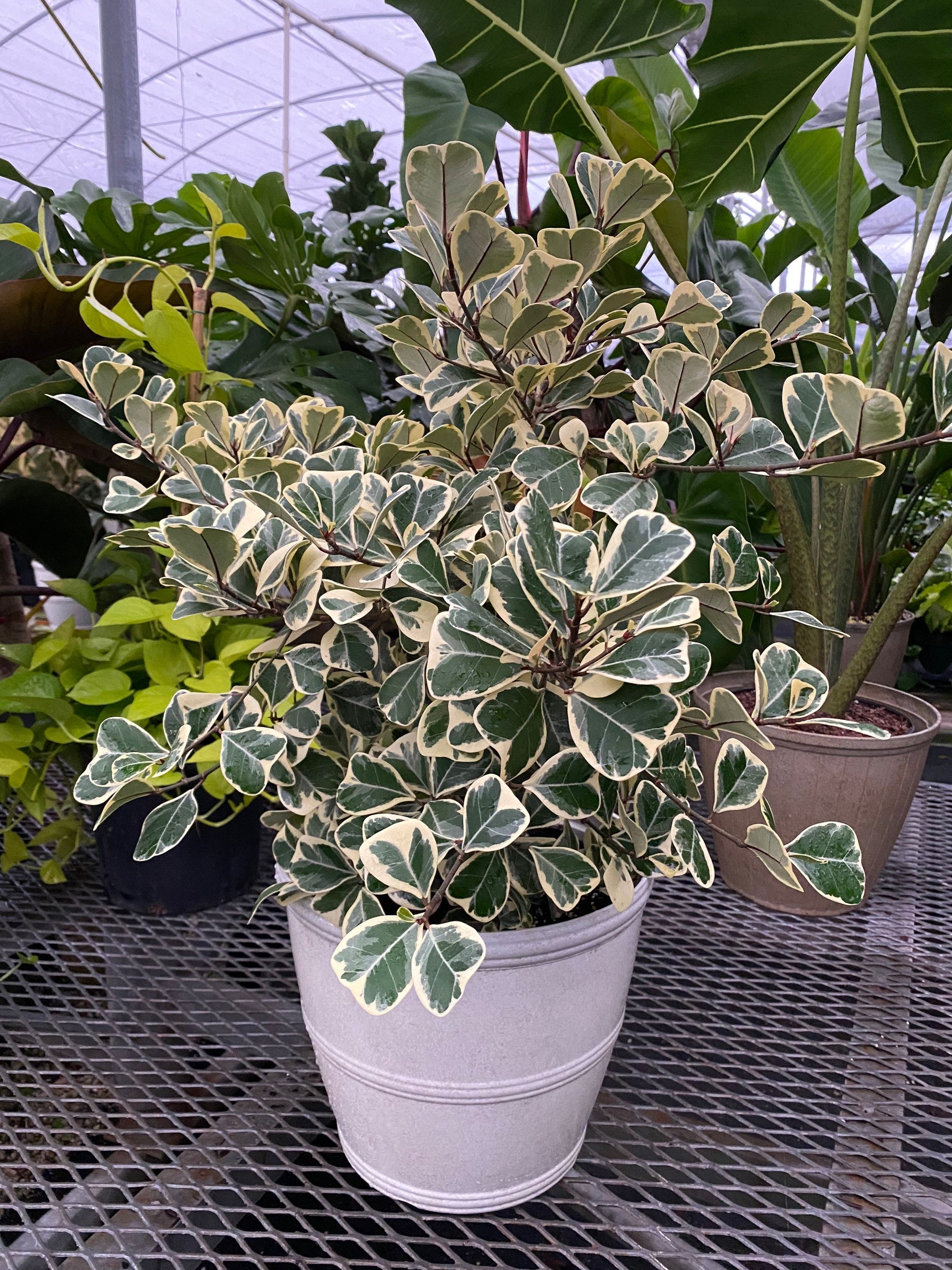 Ficus Triangularis Variegata, Bush Form Live Tropical Plant – Eureka Farms