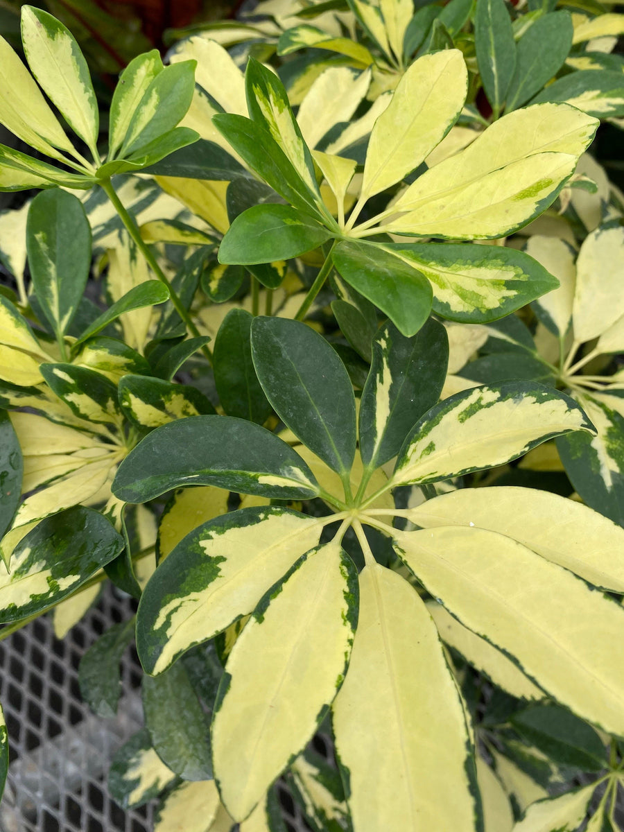 Trinette Arbaricola, Umbrella Tree Live Plant