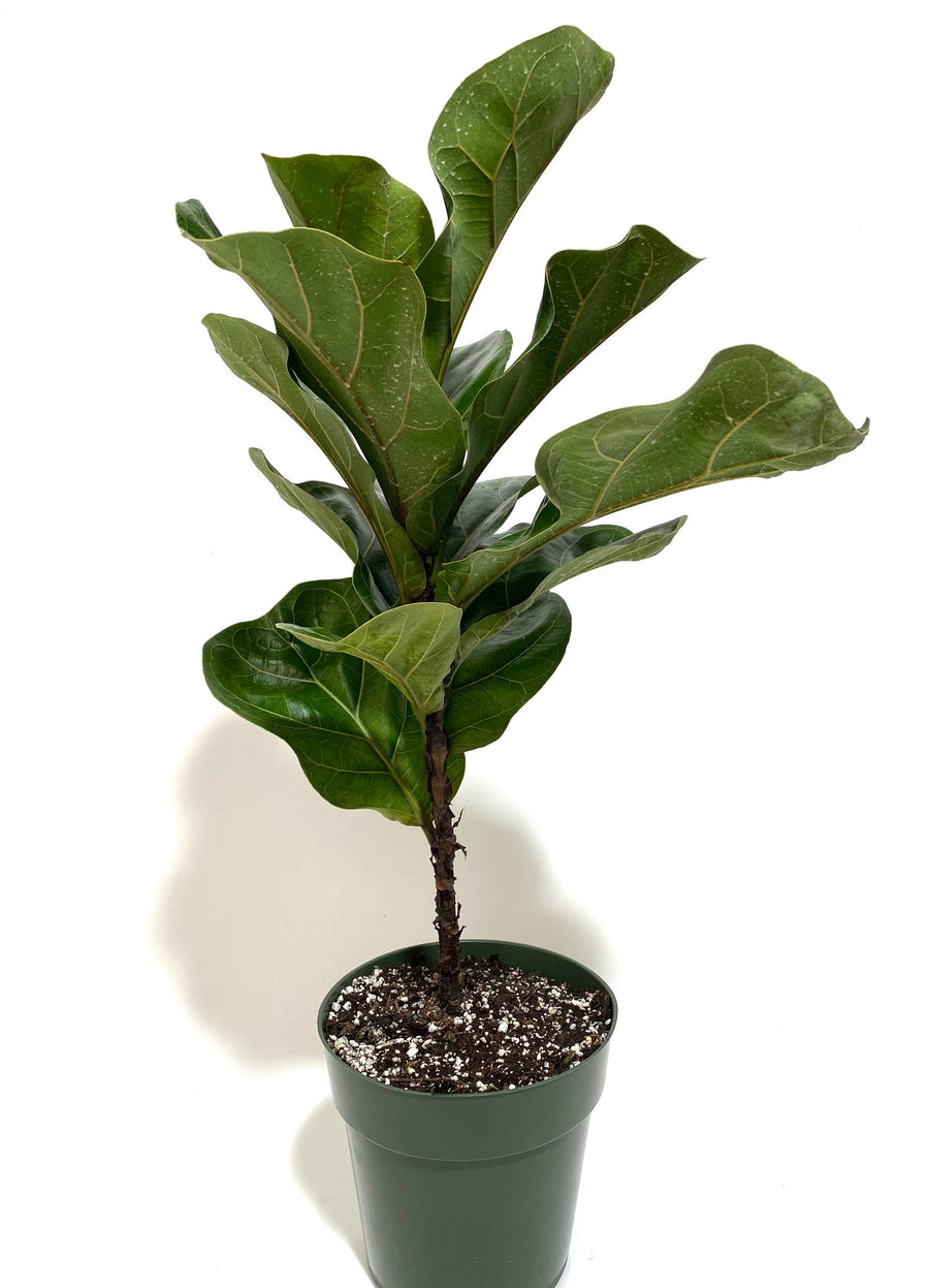 Ficus Bambino Tree Form Single, Fiddle Leaf Fig Tree