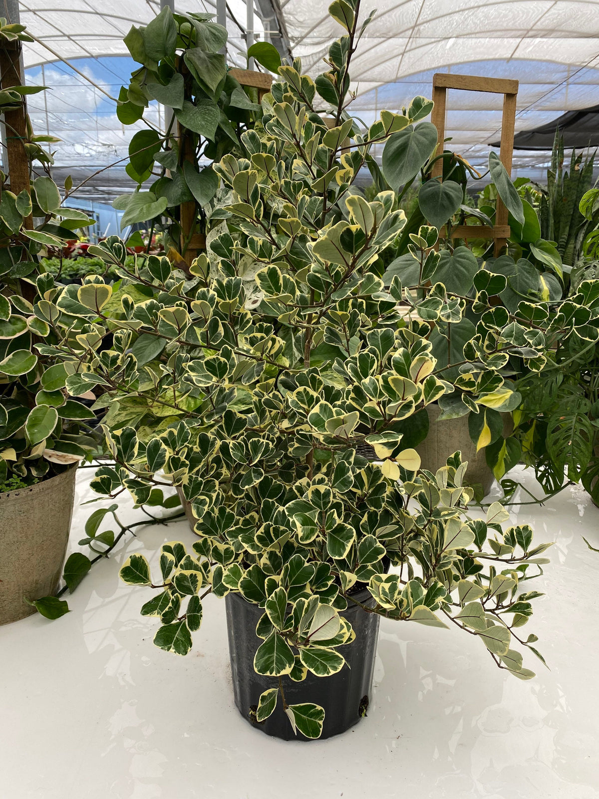 5+ Ficus Triangularis Variegata 5+ Ficus Triangularis Variegata