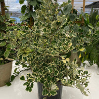 Ficus Triangularis Variegata, Bush Form Live Tropical Plant
