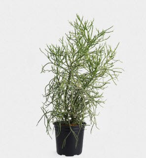 succulent that looks like pencil cactus Euphorbia Pencil Tree Cactus, Milk Bush, Sticks of Fire