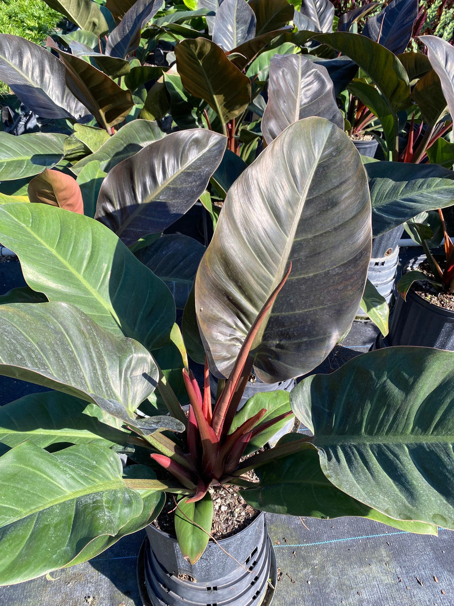 Philodendron Black Cardinal, Live Tropical Plant Indoor Air Purifier