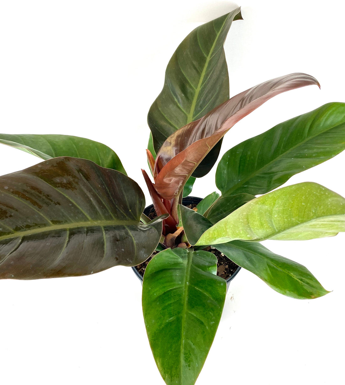 leaves of Philodendron Imperial Red