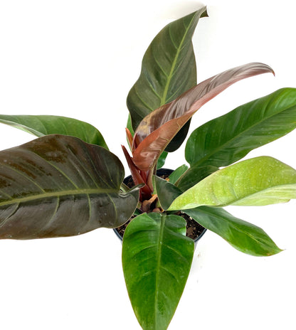 philodendron red leaf Shop Our Philodendron Imperial Red