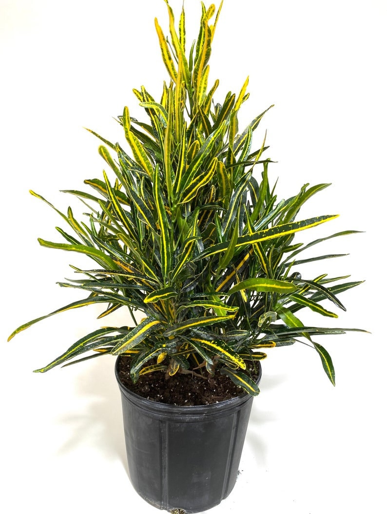 Croton Banana Yellow, Live Tropical Plant indoor or Outdoor