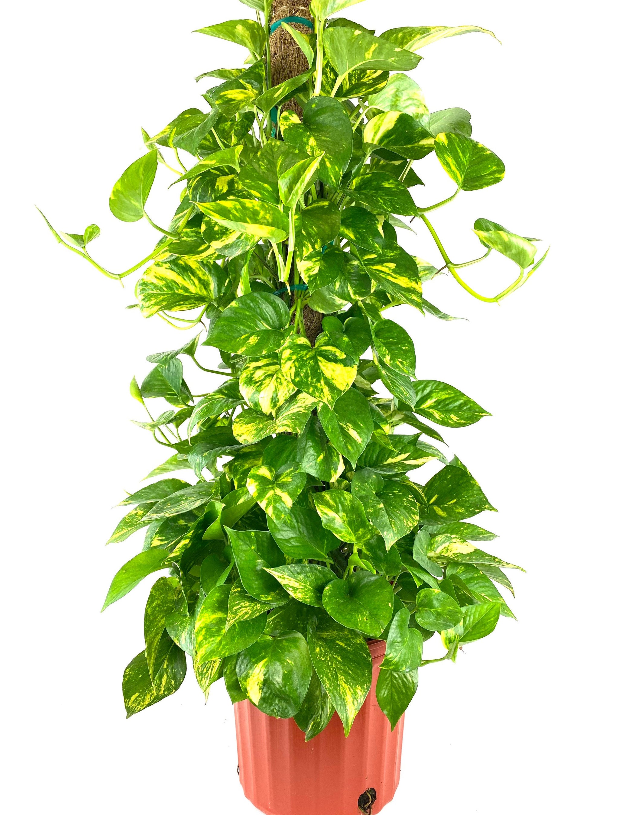 Golden Pothos in Trellis, Epipremnum Aureum Eureka Farms