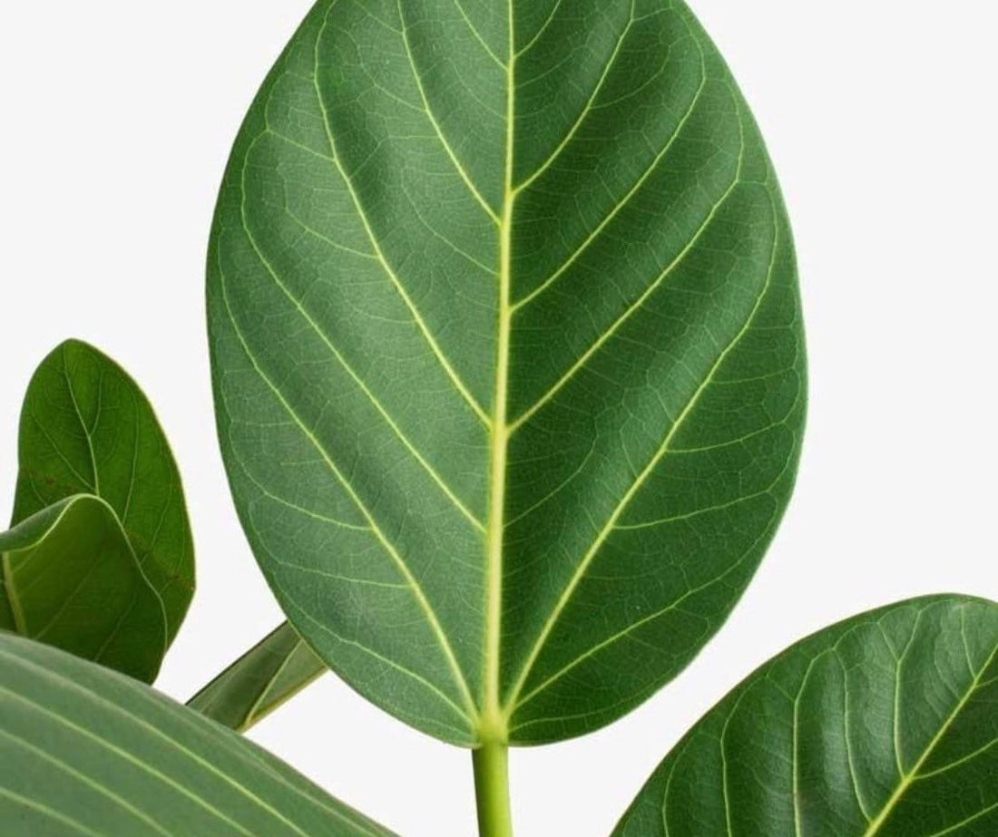 Ficus Audrey Tree Form Single, Ficus Benghalensisis Bengal Fig