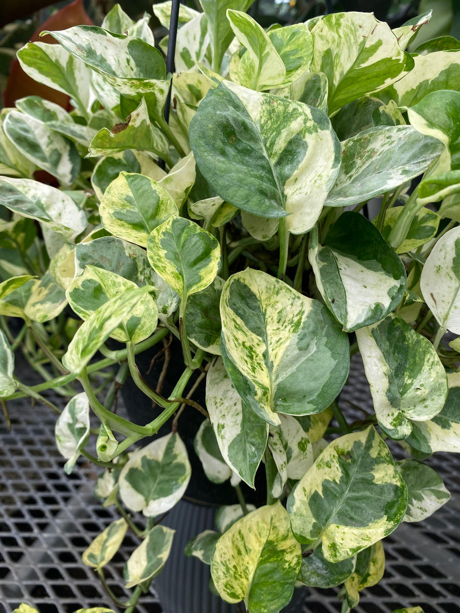 Pothos N'Joy, Pearls and Jade in Hanging Basket, Devil’s Ivy Variegated