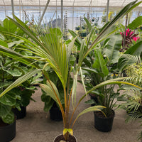 Coconut Tree Red Spicata, Exotic and Rare