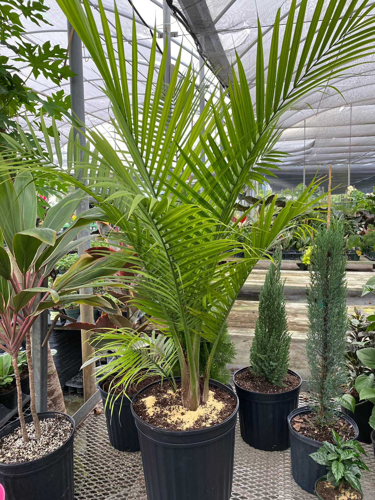 Majesty Palm, Ravenea Rivularis Live Indoor Plant | Eureka Farms