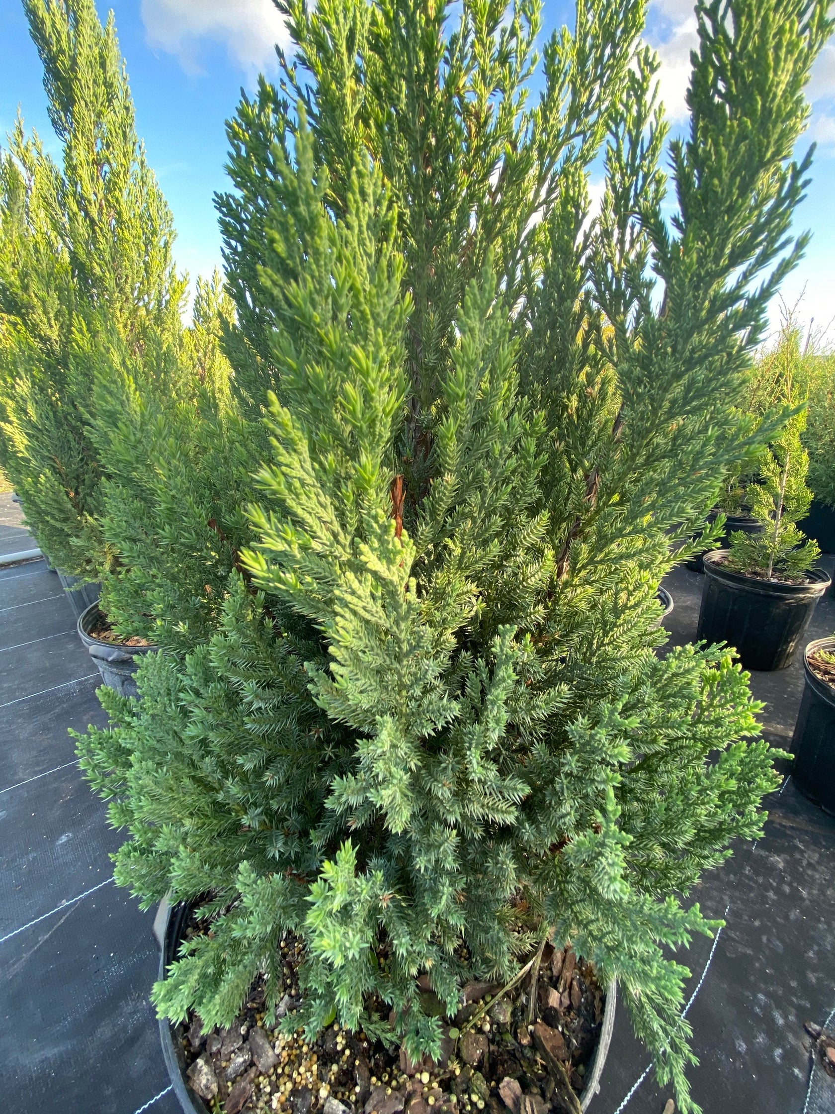 Blue Point Juniper, Christmas tree – Eureka Farms