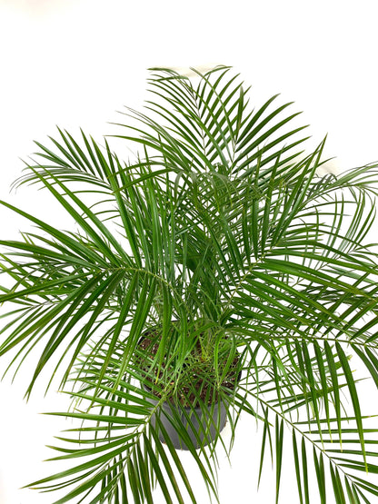 Full tropical Pygmy Date Palm with layered arching green fronds extending in all directions from a dense center growth in a 2 gallon black nursery container.