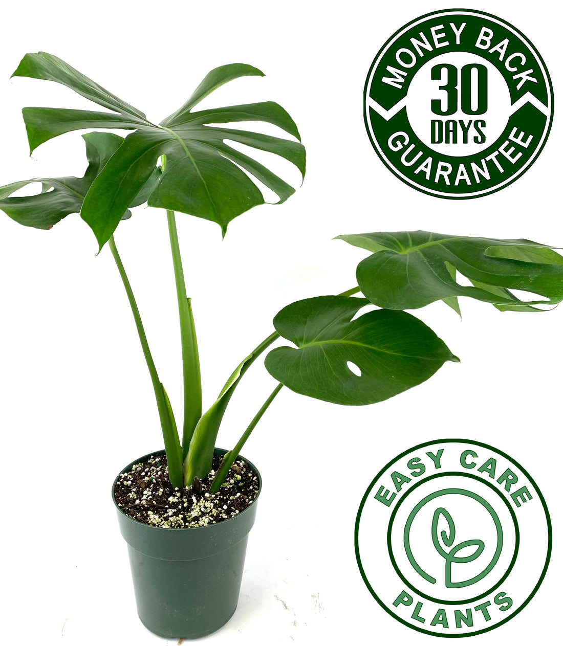 Monstera Deliciosa, Swiss Cheese