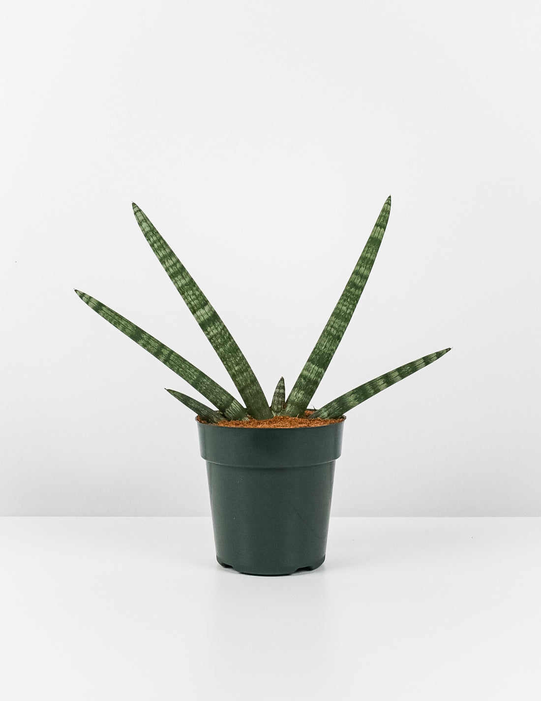 Sansevieria Starfish, Boncel Cylindrica, Snake Plant