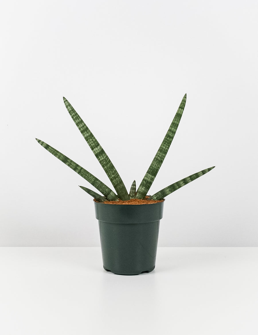Sansevieria Starfish, Boncel Cylindrica, Snake Plant