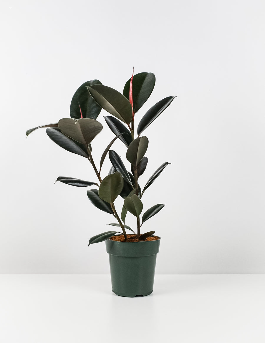 Ficus Rubber Tree Burgundy Tree Form Double