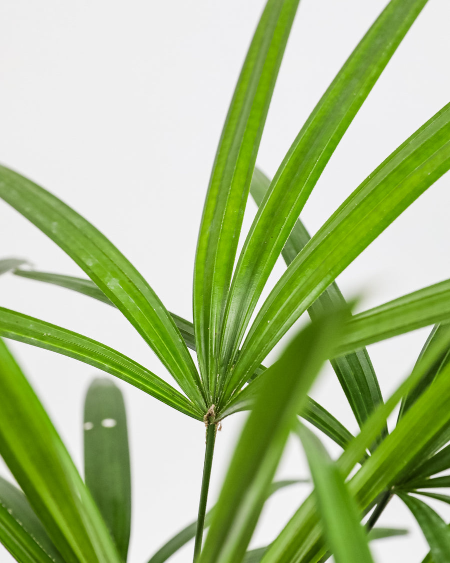 Lady Palm, Rhapis Excelsa, Indoor Queen Palm