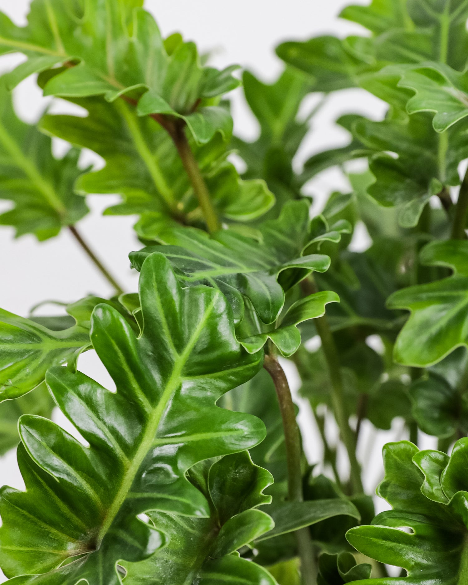 leaves of Philodendron Xanadu Winterbourn