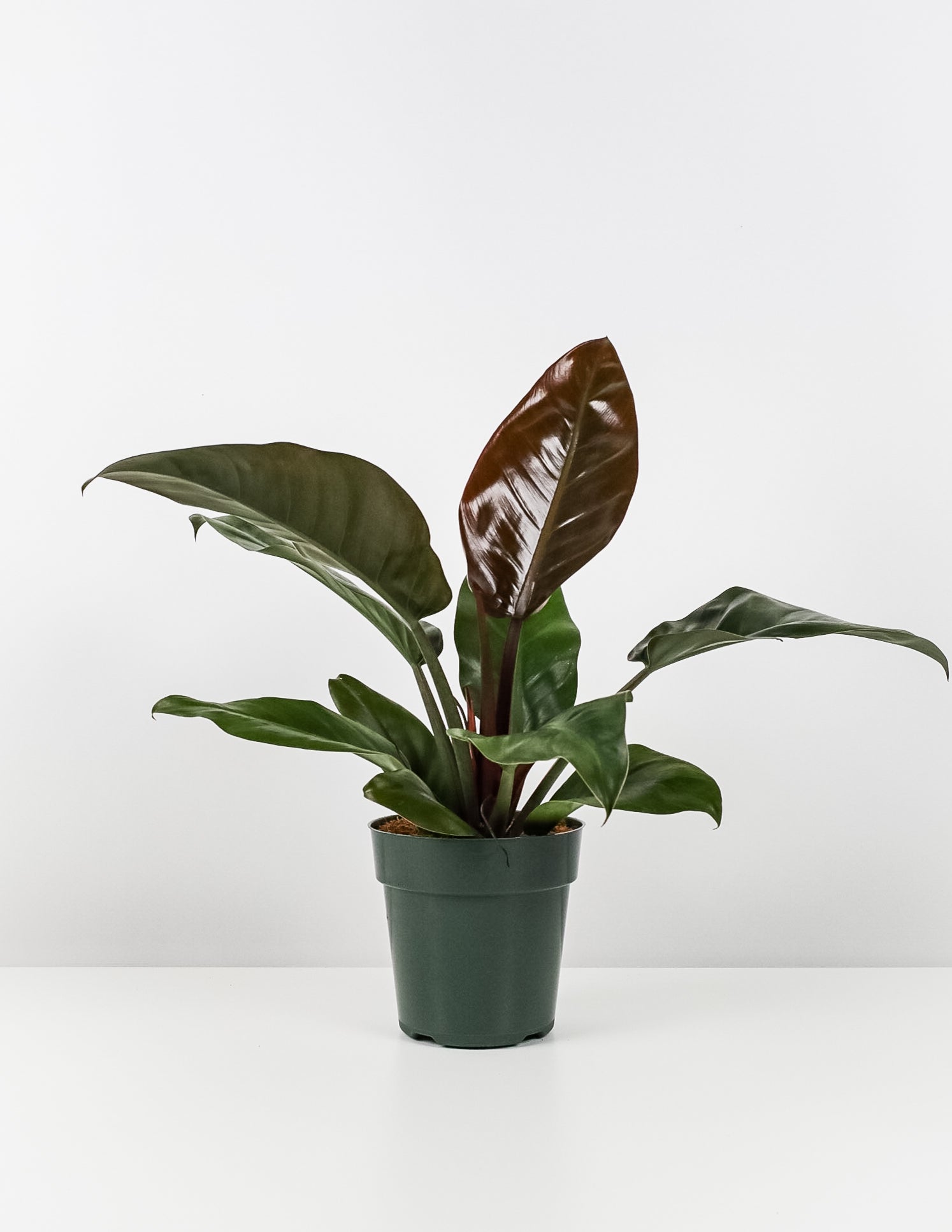 Philodendron Black Cardinal, Live Tropical Plant Indoor Air Purifier in a green pot