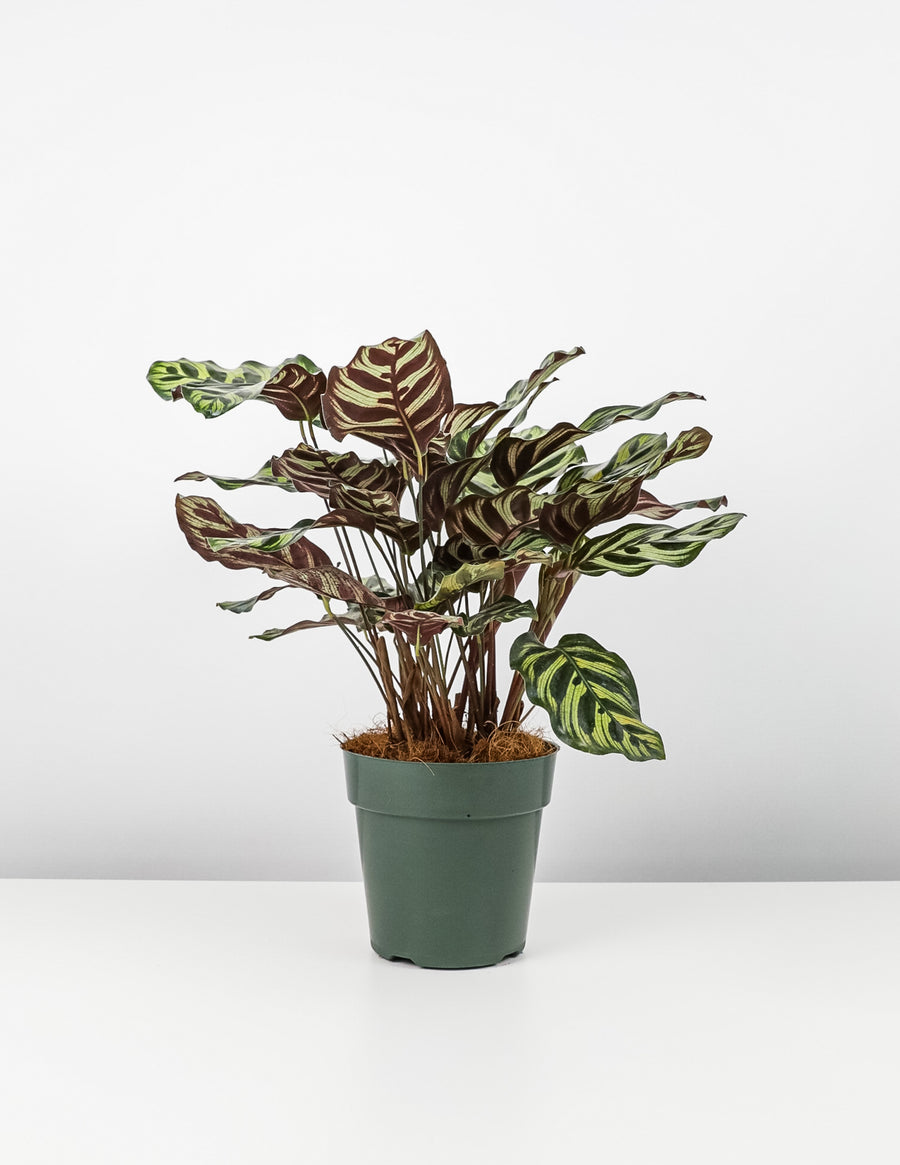 Calathea Makoyana, Prayer Plants