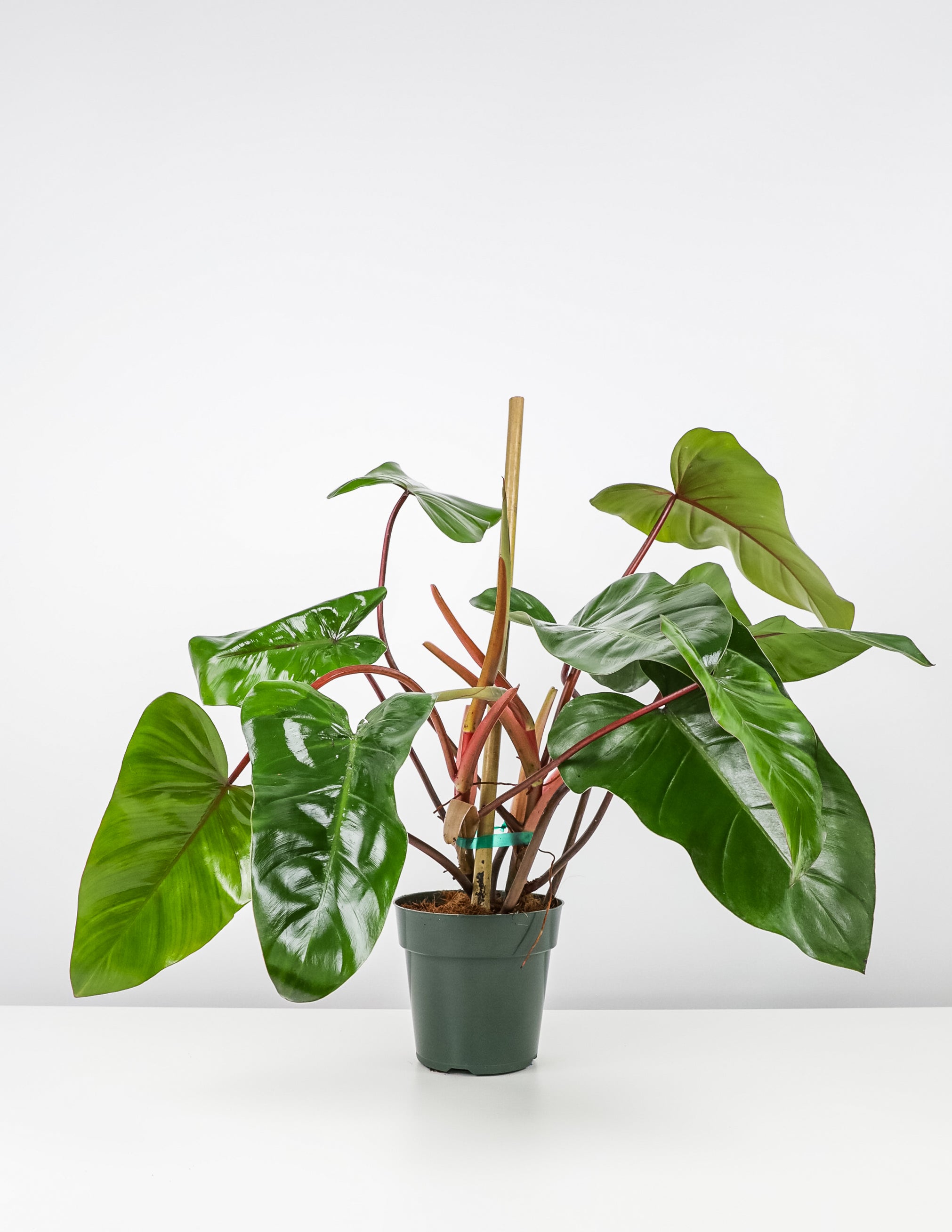Philodendron Emerald Red in Trellis Exotic Vining Plants