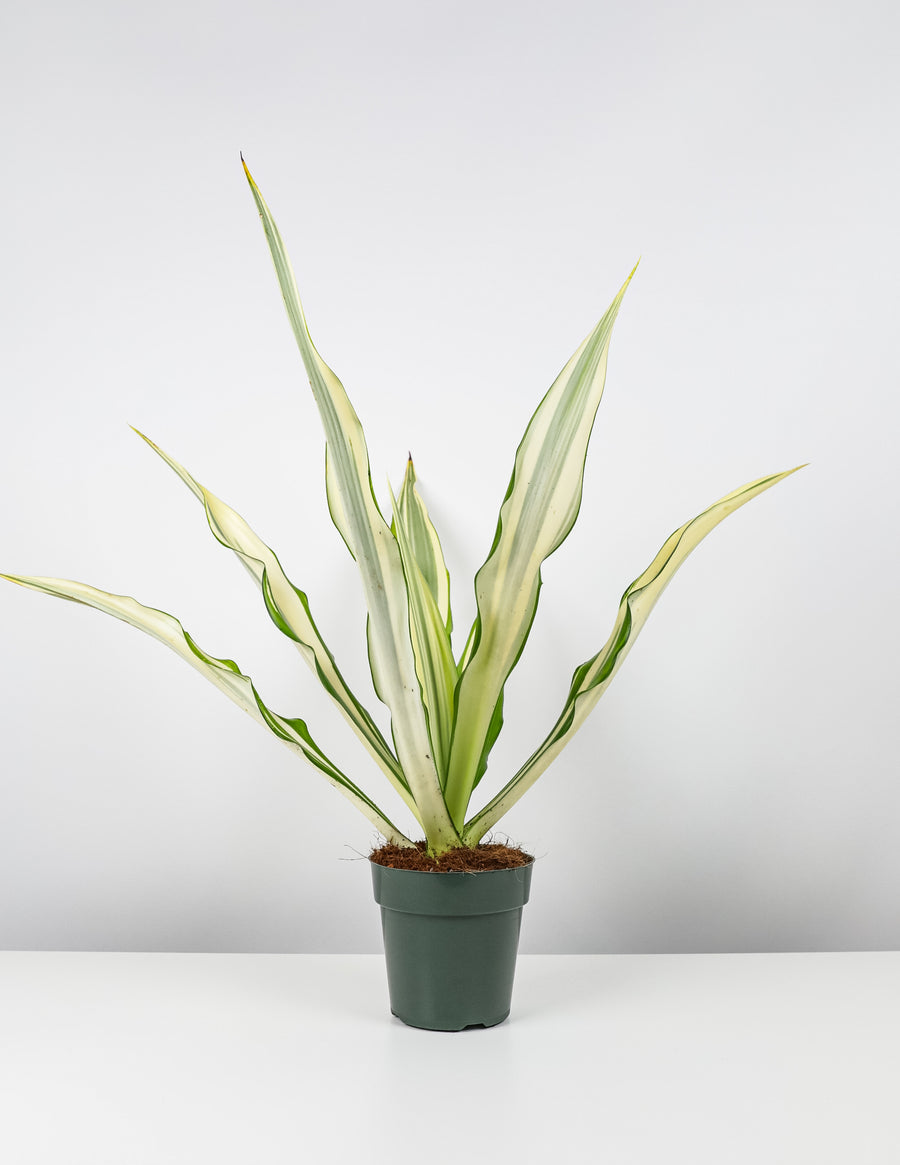 False Agave, Variegated Agave