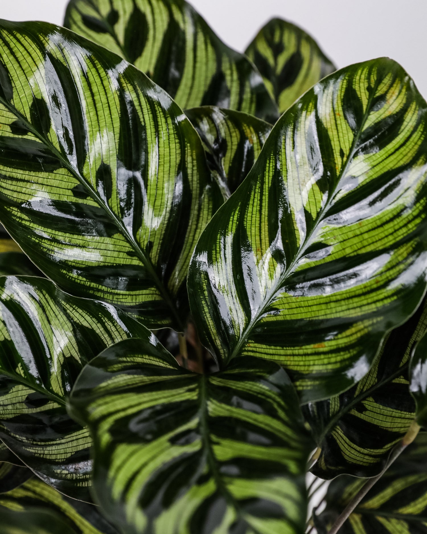 Calathea Makoyana, Prayer Plants leaf view