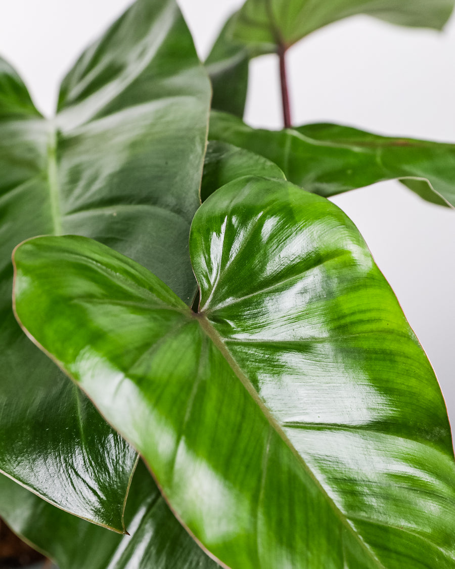 Philodendron Emerald Red in Trellis Exotic Vining Plants