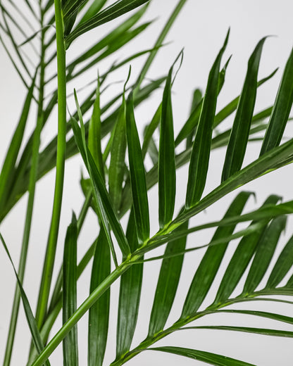 Cat Palm, Live Tropical Plant Indoor closeup