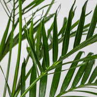 Cat Palm, Live Tropical Plant Indoor