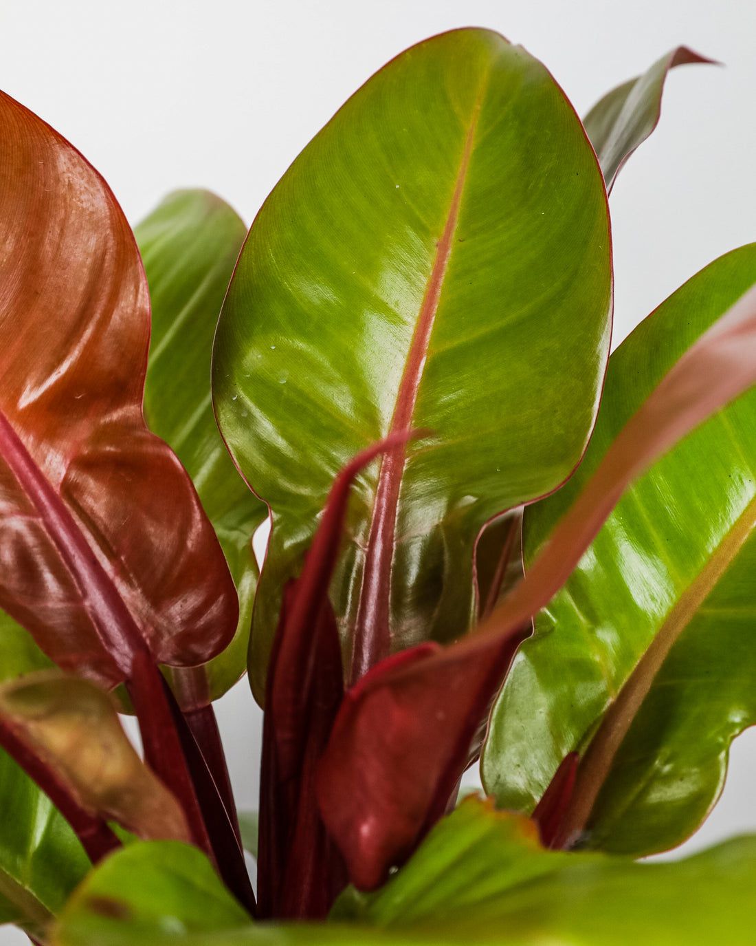 close view of Philodendron Prince of Orange