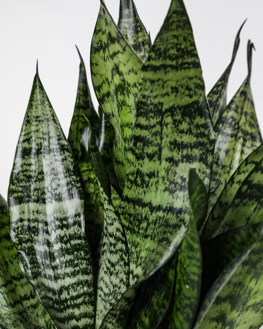 Sansevieria Robusta, Snake Plant