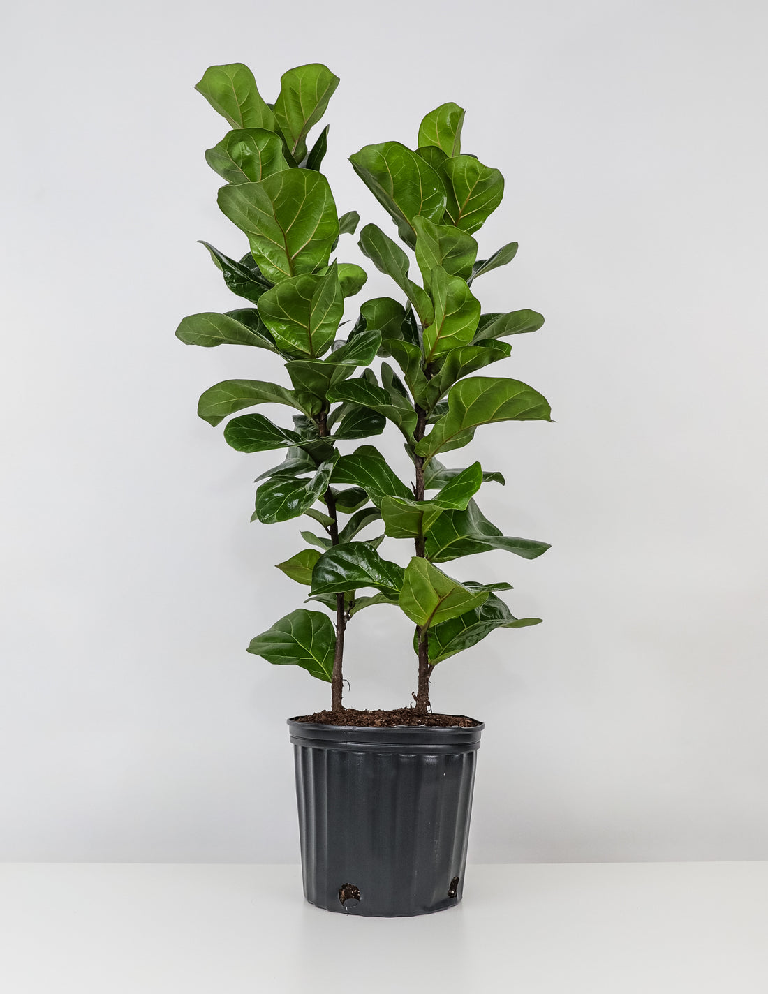Ficus Lyrata Tree Form Double, Fiddle Leaf Fig Tree in a pot