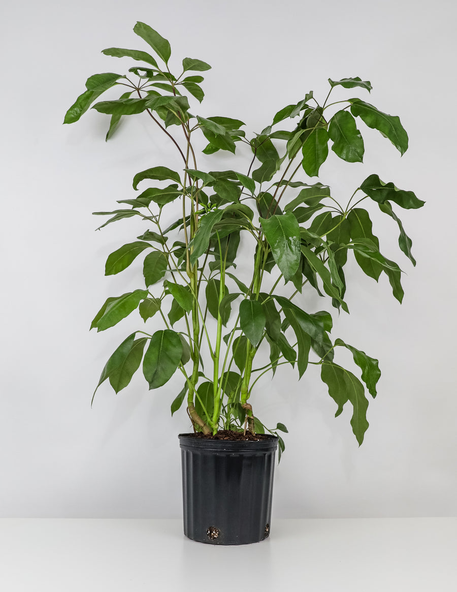 Schefflera Amate, Umbrella Tree