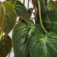 Philodendron Micans Plant Vines in Trellis
