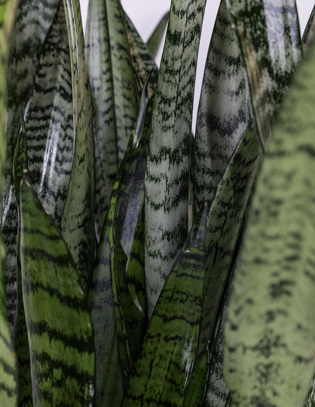 Sansevieria Zeylanica, Snake Plants