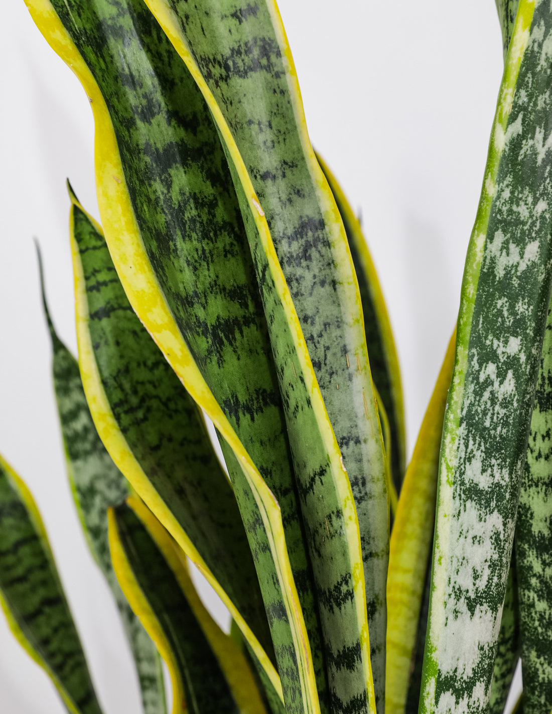 Snake Plant Leaves Turning Yellow