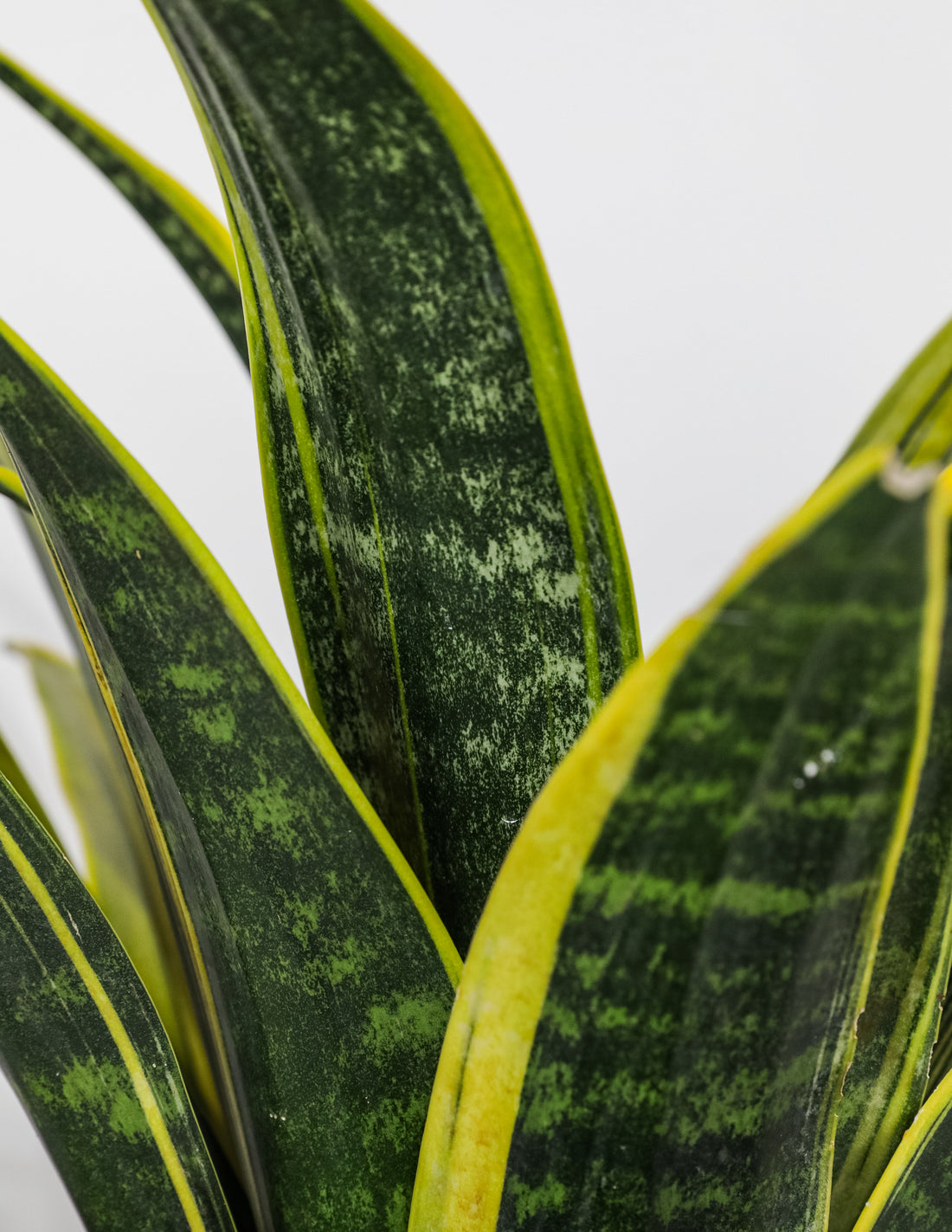 Snake Plant Leaves Turning Yellow