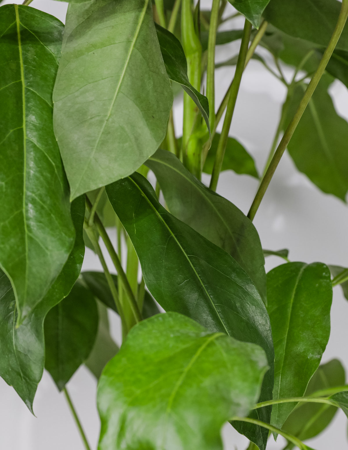 Shop Our Schefflera Amate, Umbrella Tree | Eureka Farms