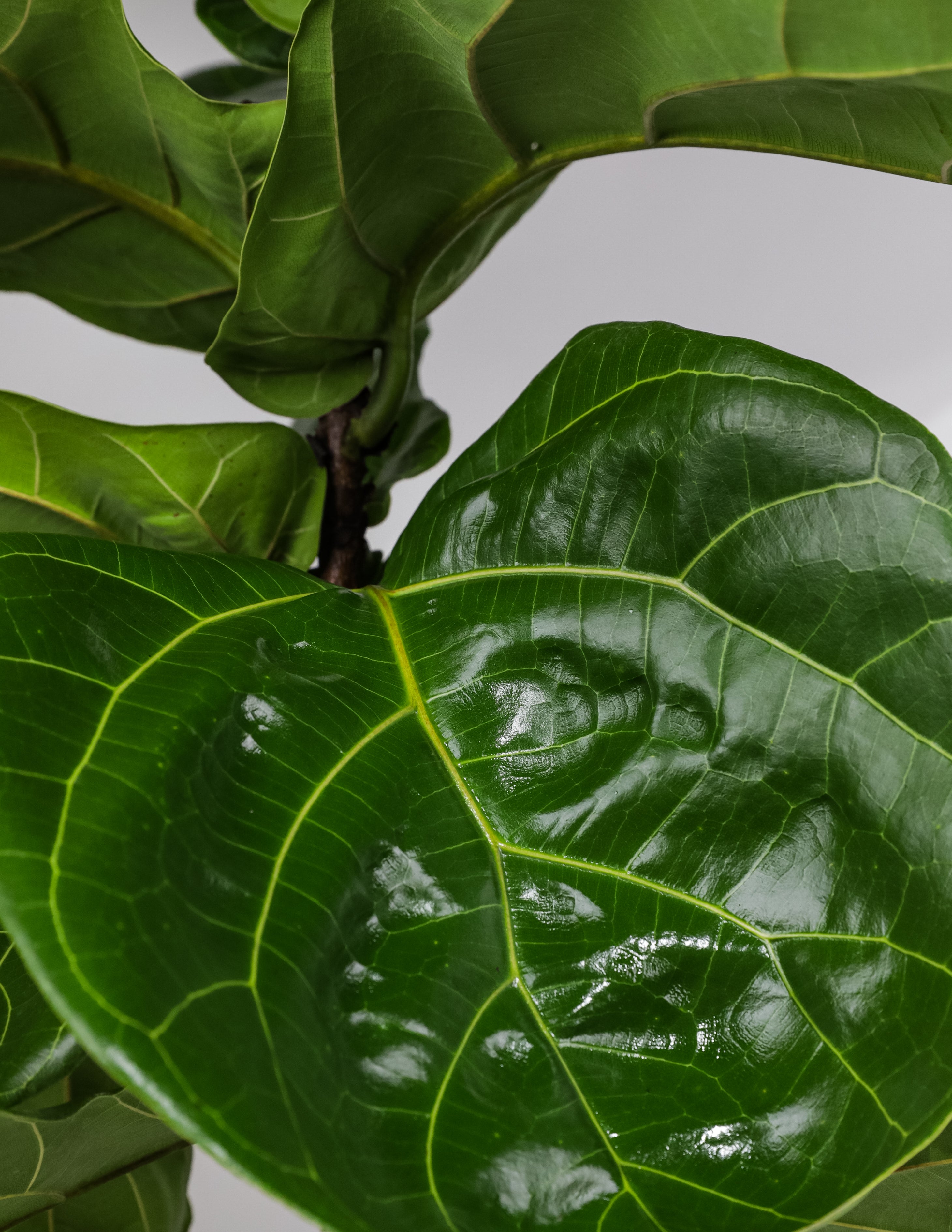 Ficus Lyrata Tree Form Double, Fiddle Leaf Fig Tree – Eureka Farms